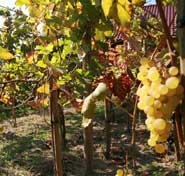 Eine Weinplantage in der Region Lubuskie